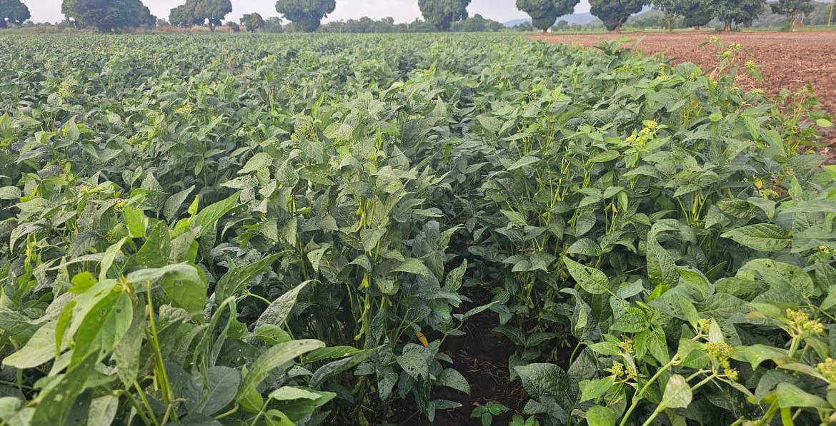 Soya production  at crop Biosciences Solutions Ltd  fields  in Babati