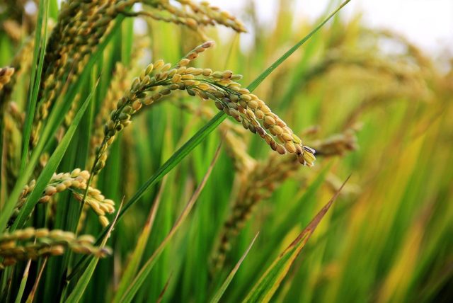 in rice field, ear of rice, rice, rice, rice, rice, rice, rice