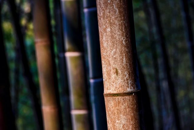 tree, forest, grass, family, factory, nature, green, sugarcane, bamboo, grass family, plant stem, horsetail family, picture material
